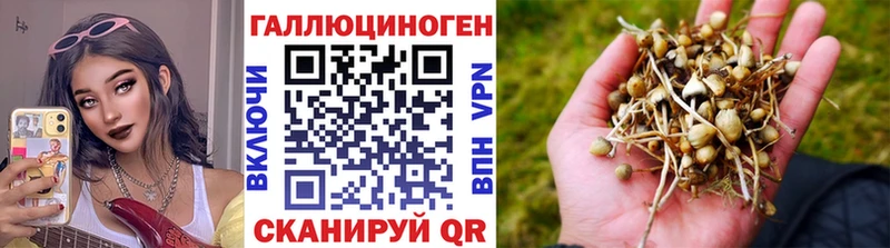 Купить закладки Курчалой Псилоцибиновые грибы ЛСД